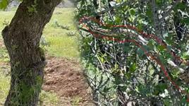 Gölgesine oturduğu ağaçta dev yılanla göz göze geldi