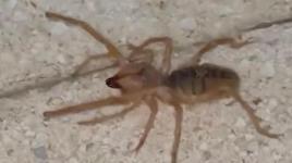 Elazığ'da panik: Et yiyen, zıplayabilen zehirli Sarıkız örümceği görüntülendi