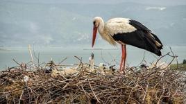 Yaren leyleğin yavrularına takip bileziği! Göç yolculukları artık uydudan izlenecek