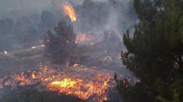 İzmir Çeşme'de orman yangını
