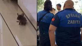 Baklavacıda mide bulandıran görüntü