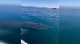 Sosyal medyadaki köpek balığı videosuna suç duyurusu