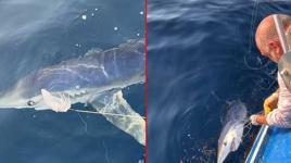 Yer: Çanakkale! Balıkçıların oltasını kopardı: ‘Dünyanın en vahşi üçüncü köpek balığı’