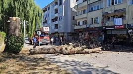 Asırlık çınar ağacı apartmanın üzerine devrildi