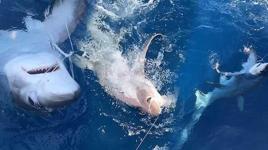 Oltaya takılanı görünce dehşete düştüler! Tam 6 metre uzunluğunda