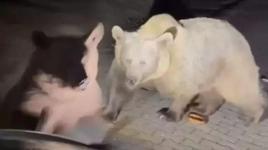 Ayıları yakından görmek istedi, dehşeti yaşadı