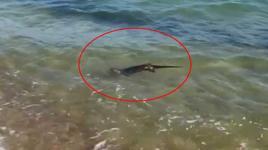 Yer: Edirne! Tatilciler denizde fark edip, telefona sarıldı