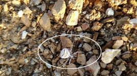 Bahçesinde gördü telefona sarıldı! Yavova'da insan yüzlü örümcek şaşkınlığı