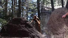 Asırlık sedir ağaçları kırmızı orman karıncalarının korumasında