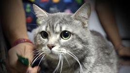 Dört ayak üstüne düşen şanslı kedi: Kendi başına gelmesi gerçekten çok ilginç