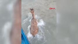 Baraj gölüne düşen dağ keçisini balıkçılar kurtardı; o anlar kamerada