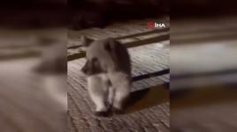 Uludağ'da ayılar barakalara girdi, ortalık darmadağın oldu