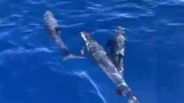 Hobi amaçlı balık tutmak için denize açıldı, şaşkına döndü! ‘Karşımızda birden belirdiler’