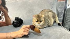 Kedi ‘Artas' antidepresana başladı! 'Ciddi takıntıları var'