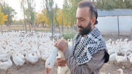 Ağrılı Hüseyin'i görenler şaşkına dönüyor! Bir ıslıkla yüzlerce hayvanı topluyor