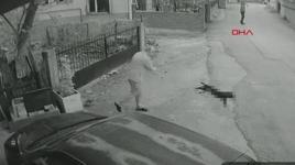 Yavru köpeği kuyruğundan tutup yere fırlattı; o anlar kamerada