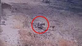 Çizgili sırtlan güvenlik kamerasınca görüntülendi