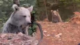 Ayıyla sohbeti gülümsetti: Kanka cips vereyim mi?