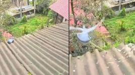 Evin çatısında fark etti, hayata bağladı! ‘Görür görmez elimden geleni yapmak istedim’