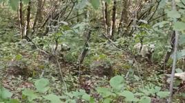 Rize'deki 'Beyaz ayı' nereden çıktı? İşte sosyal medyanın konuştuğu görüntünün sırrı