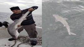 Balıkçıların ağına köpek balığı takıldı