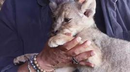 Tuzla'da ele geçirilen yavru aslana 'Hugo' adı verildi!