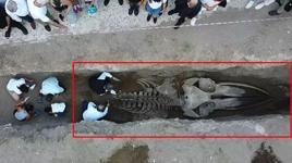 Çıkarılması bir hafta sürdü, tam 16 metre! Böylesi ilk kez yaşanıyor