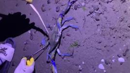 Karadeniz'de görüldü! Sahildeki vatandaşlar şaşkına döndü