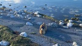 Gölde balıkçılar fark etti! Nesli tükenme tehlikesi altında