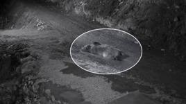 Mahalleliyi canından bezdiren ayı! Eve girip karnını doyurdu, kapıda yatarken ev sahibine yakalandı