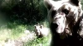 Ormanda şoke eden an! Yavrularıyla gezen ayı, fotokapana saldırdı