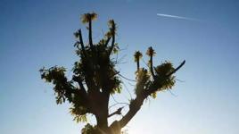 Köylüler gözlerine inanamadı! ‘15 yılda bir görülüyor, olağan dışı'