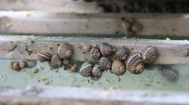 Trabzon'dan dünyaya 'Googlis'