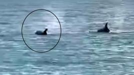 Saros’ta kıyıya yakın yüzen yunus görüntülendi