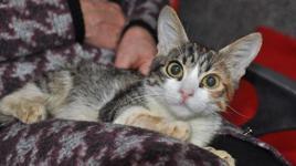 Evcil hayvan sahipleri dikkat! Çip için son tarihi kaçıranları para cezası bekliyor