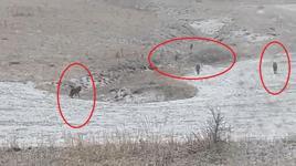 Yer: Bayburt! Köylüleri dehşete düşüren görüntü