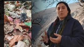 Artvin'de sevgi dili! Bahçesine giren tarla faresine hurma yedirdi