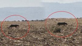 Şırnak’ta büyük yırtıcı! Görüntüler bir köylü tarafından kaydedildi: 2013’te Diyarbakır'da tespit edilmişti