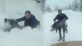 Sinop'ta bir vatandaş yaban domuzu sürüsüne dalıp eliyle yakaladı