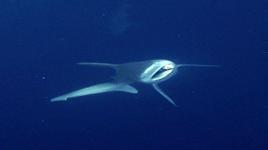 Camgöz köpek balığını dalgıçlar kurtardı