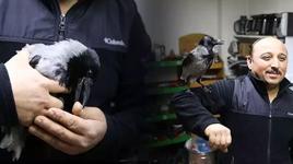 Yaralı halde bulup tedavi ettirdiği karga, iş yerinde yanından ayrılmıyor