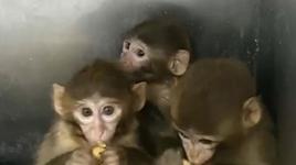 Bursa'da 3 makak maymunu ele geçirildi