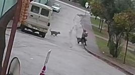 Adana’da kurt köpeği dehşeti! İki kez yere düştü, son anda kurtarıldı