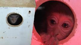 Türkiye onu bu kolinin içinde tanımıştı! Fıstık’tan haber var