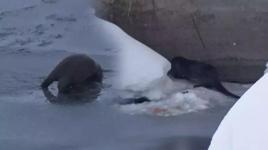 Yüksekova’da su samuru görüntülendi