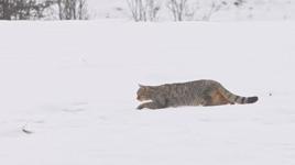 Avlanırken kameraya yakalandı! Belgeselleri aratmayan görüntü...