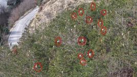 Piknikçiler dikkat! Ağaçları sardı, tedirginlik başladı: ‘İnsanlarla temas ettiğinde alerjiye yol açar’