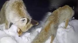 Mahalleli şoke oldu! Eksi 30 derecede en acı tablo: Heykel gibi ayakta donduğunu fark ettik