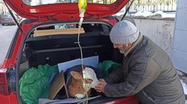 5 günlük buzağısı hastalanınca veterinere koştu! Yürek ısıtan an: İyi gelmiş gibi görünüyor