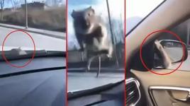 Başakşehir'de ilginç olay! Yolda ilerleyen araca fare atladı